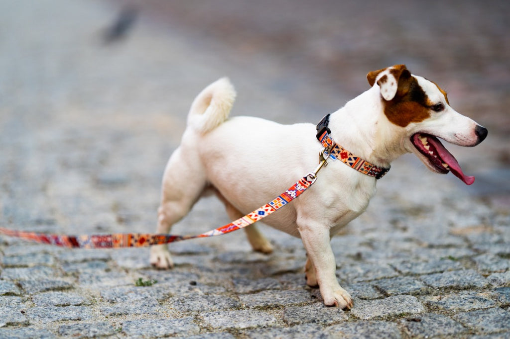 Quick Fastning Dog Collar - Boho