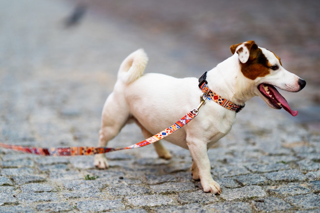 Dog Leash - Boho