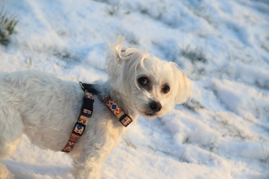 Dog Harness With Leather – Boho