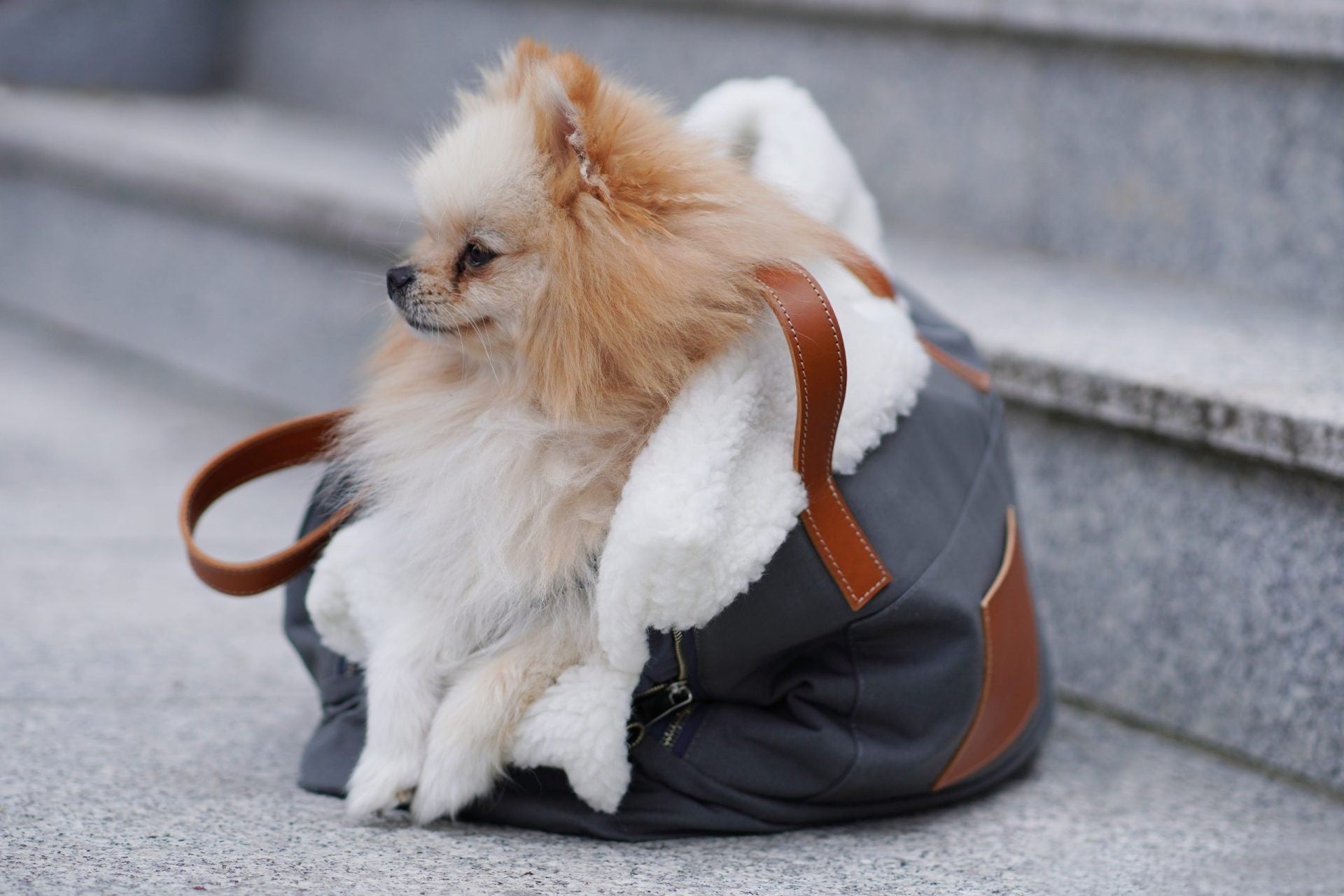 Liiva Dog Carrier & Personal Bag - Grey 