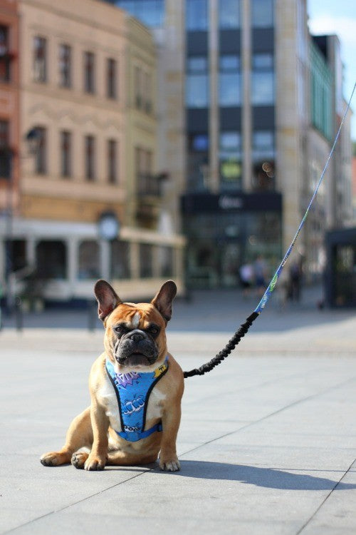 Pressure Free Harness – Blue Graffiti