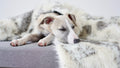 Tösse Blanket - Brown & White 